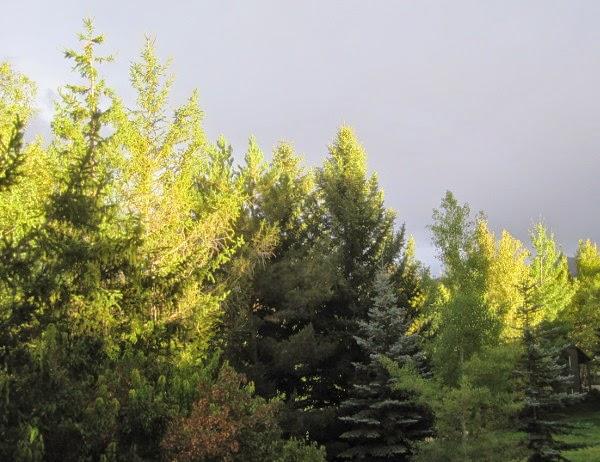 Feuilles, altitude et latitude