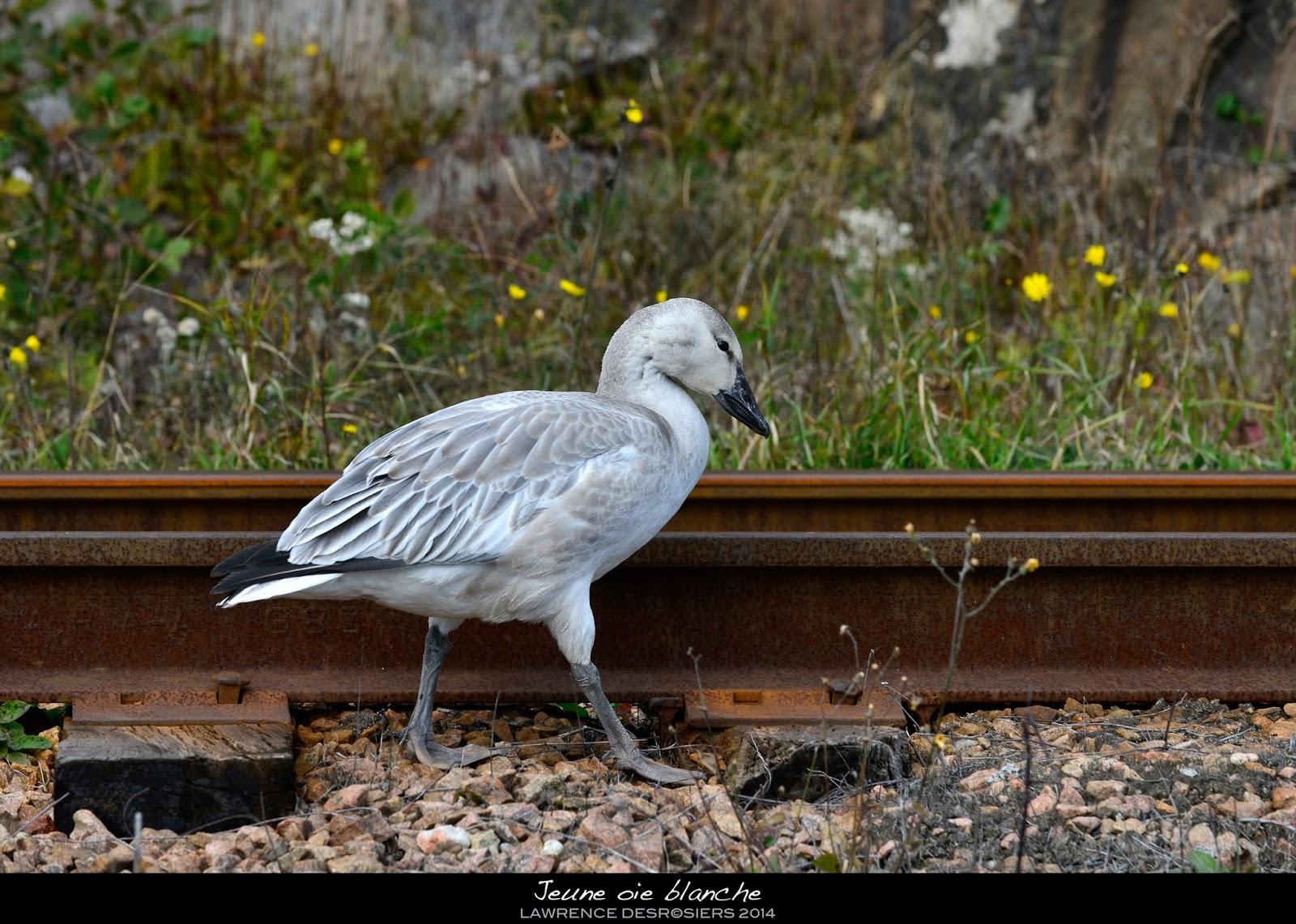 Jeune oie blanche...