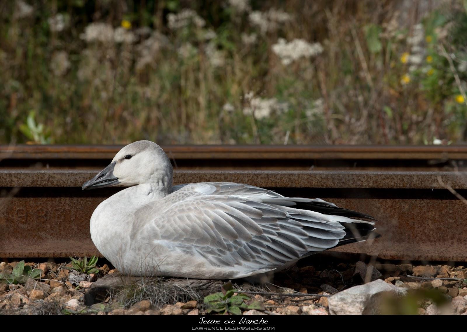 Jeune oie blanche...