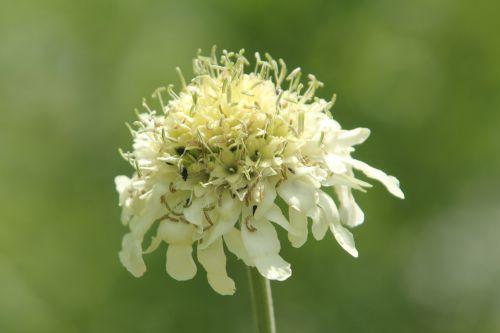 1 cephalaria romi 12 juin 2011 024.jpg