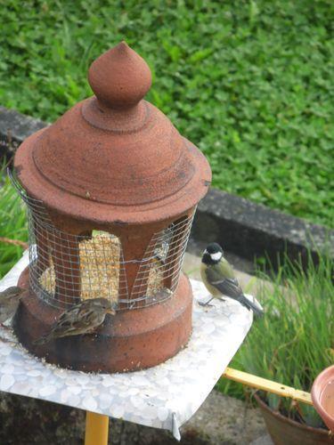 Les photos des oiseaux ont été prises en journées deux jours avant