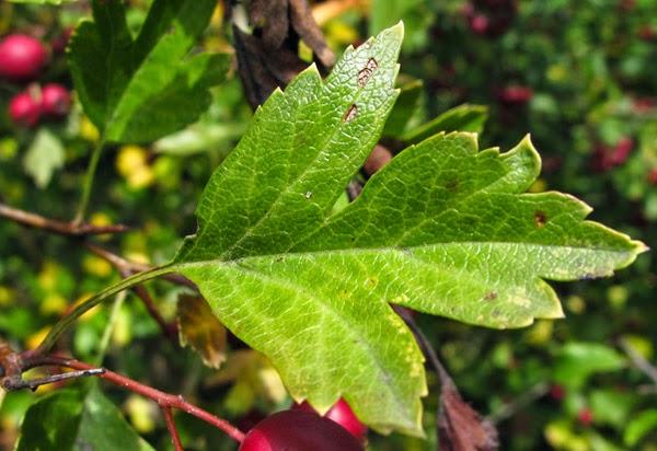 Fruits et feuilles de l'Aubépine à un style