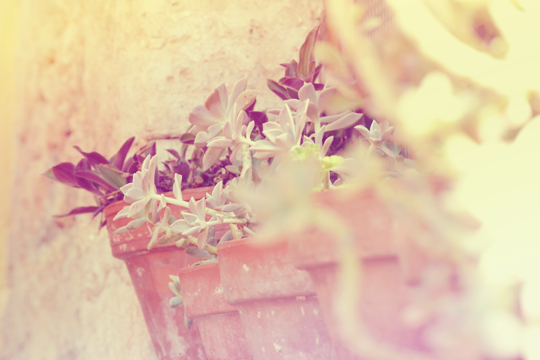 Les vacances : l'arrière pays Varois