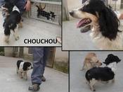 Chouchou pauvre cocker fourriere trouve famille