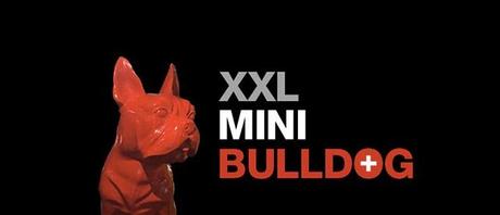 XXL Mini Bulldog