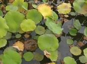 Combien a-t-il consciences