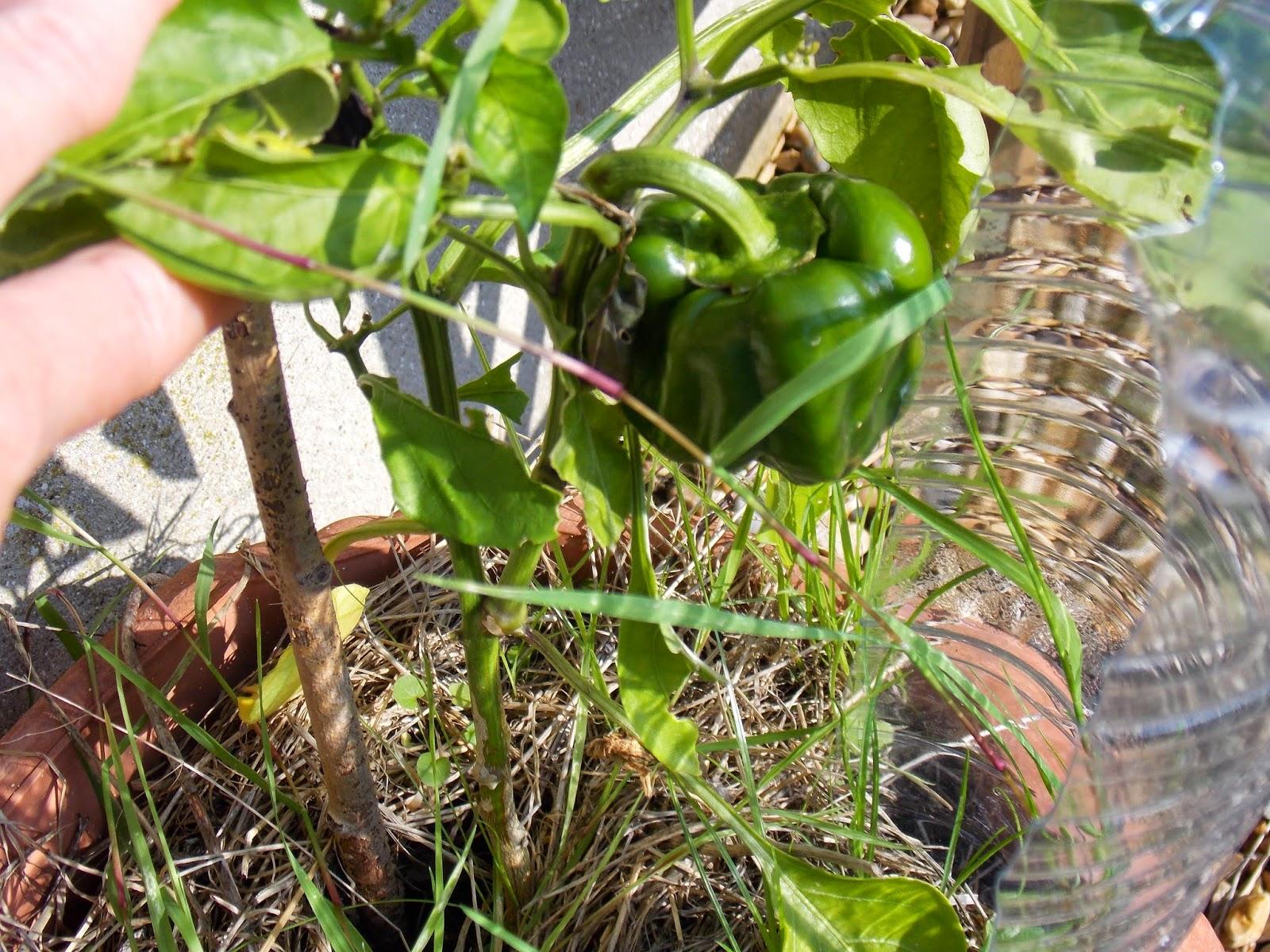 Récoltes sur la terrasse : quelques exemples