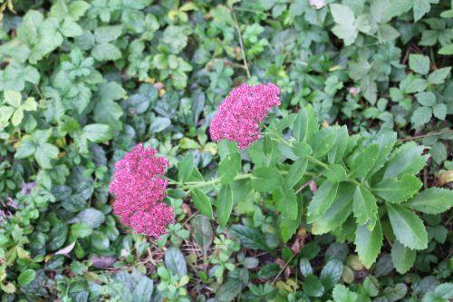 sedum romi 30 sept 2014 012.jpg