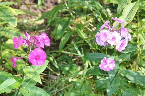 2 phlox romi 4 oct 2014 002.jpg