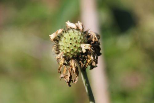 1 cephalaria gigantea romi 4 oct 2014 006.jpg