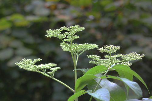 canadensis romi 30 sept 2014 006.jpg
