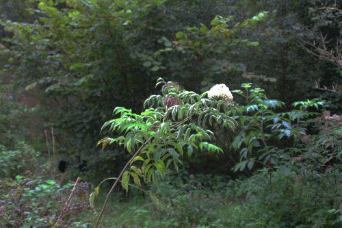 canadensis romi 30 sept 2014 004.jpg