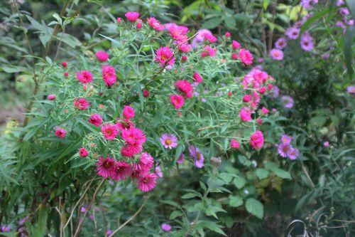 aster romi 30 sept 2014(1).jpg