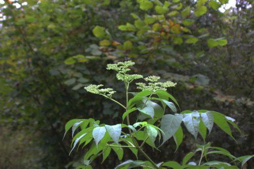canadensis romi 30 sept 2014 005.jpg