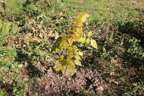 5 zantho coreanum romi 4 oct 2014 005.jpg