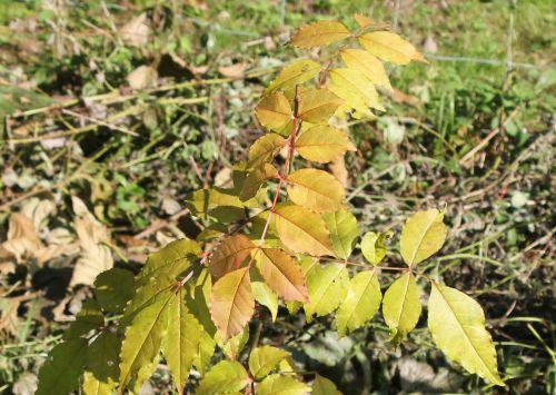 6 zantho coreanum rec romi 4 oct 2014 005.jpg