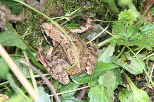 rana romi 4 oct 2014 007.jpg