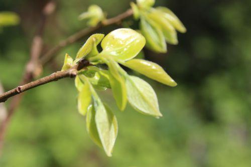 3 diospyros fuyu romi 20 avril 2014 031.jpg