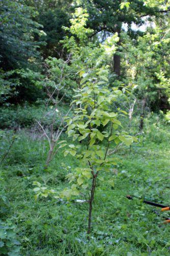 4 diospyros fuyu romi 18 mai 2014 069 (1).jpg