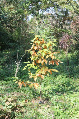 1 diospyros fuyu romi 4 oct 2014 001.jpg