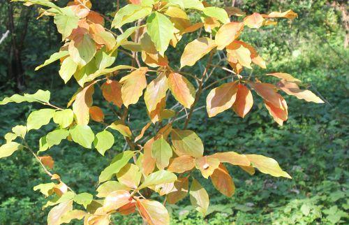 2 diospyros fuyu rec  romi 4 oct 2014 001.jpg