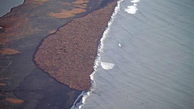 35-000-morses-echoues-sur-une-plage-en-alaska