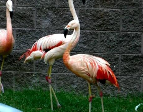 Neverland: partie 9: Le zoo 35969_481000644045_326322074045_6731118_5273898_n