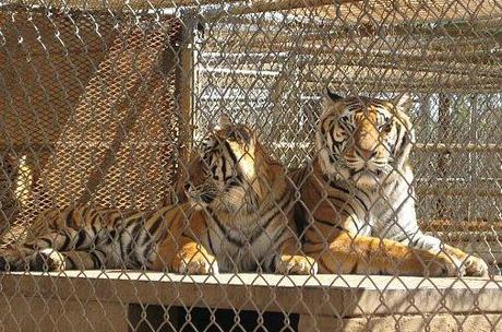 Neverland: partie 9: Le zoo 164516233209_0_BG
