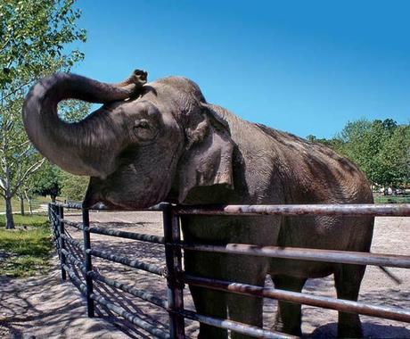 Neverland: partie 9: Le zoo gipsy