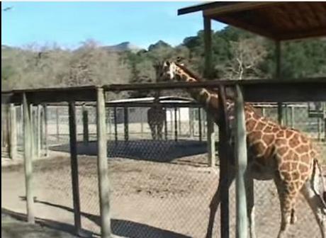 Neverland: partie 9: Le zoo girafe zoo1
