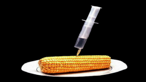 OGM = C’est confirmé : L’ADN des cultures génétiquement modifiées est transféré aux humains qui les mangent.