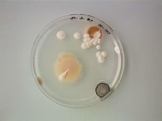 ANTOINE BRIDIER NAHMIAS