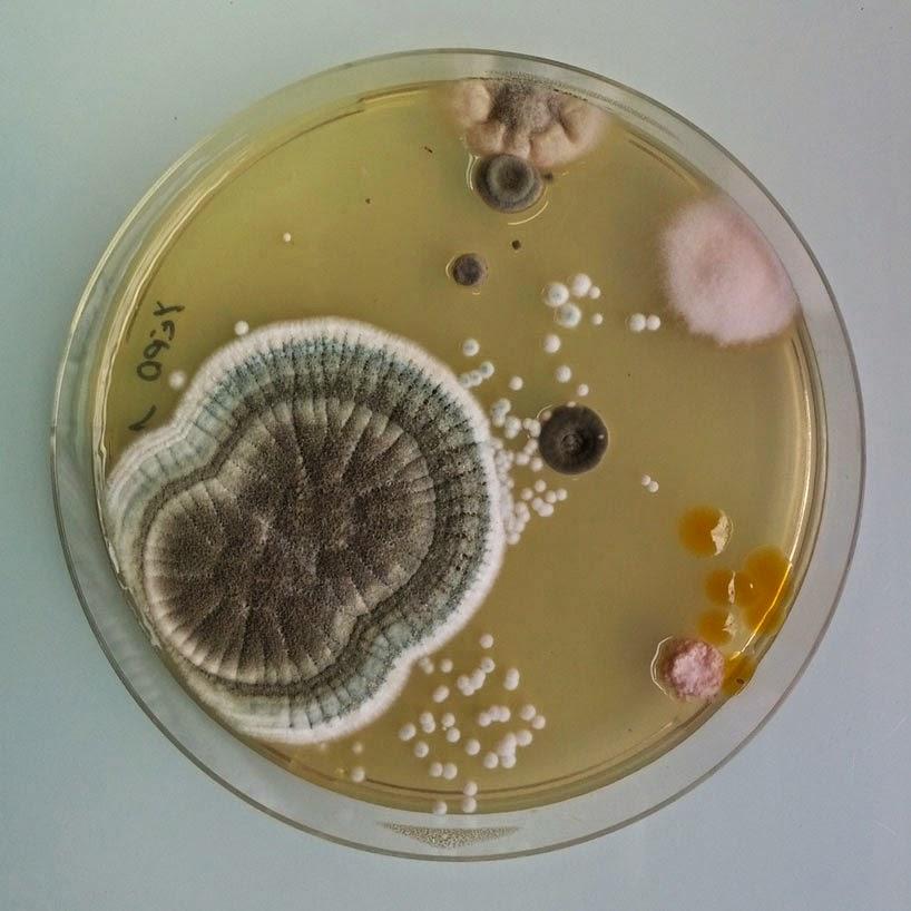 ANTOINE BRIDIER NAHMIAS