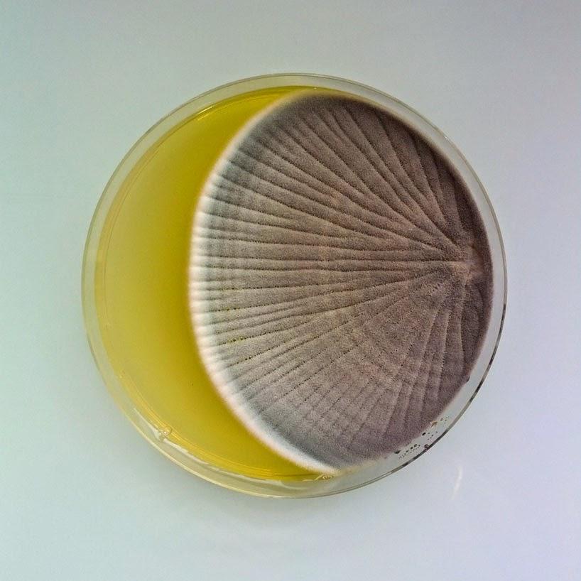 ANTOINE BRIDIER NAHMIAS