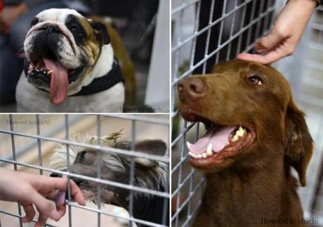 Animal Expo 2014 Animal Expo 2014