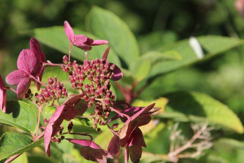 hydrangea romi 20 sept 2014 030.jpg