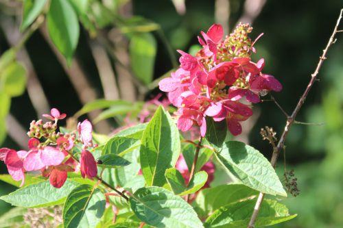 hydrangea romi 20 sept 2014 027.jpg