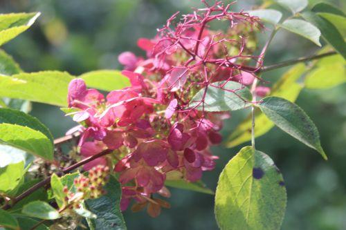 hydrangea romi 20 sept 2014 033 (2).jpg