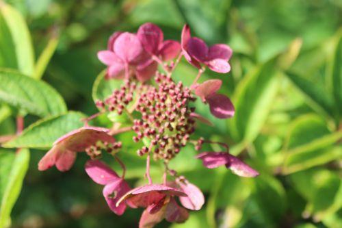 hydrangea romi 20 sept 2014 033 (1).jpg