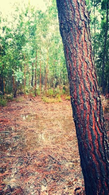 Via Lusitania, étape 8,  sous la pluie et en images.