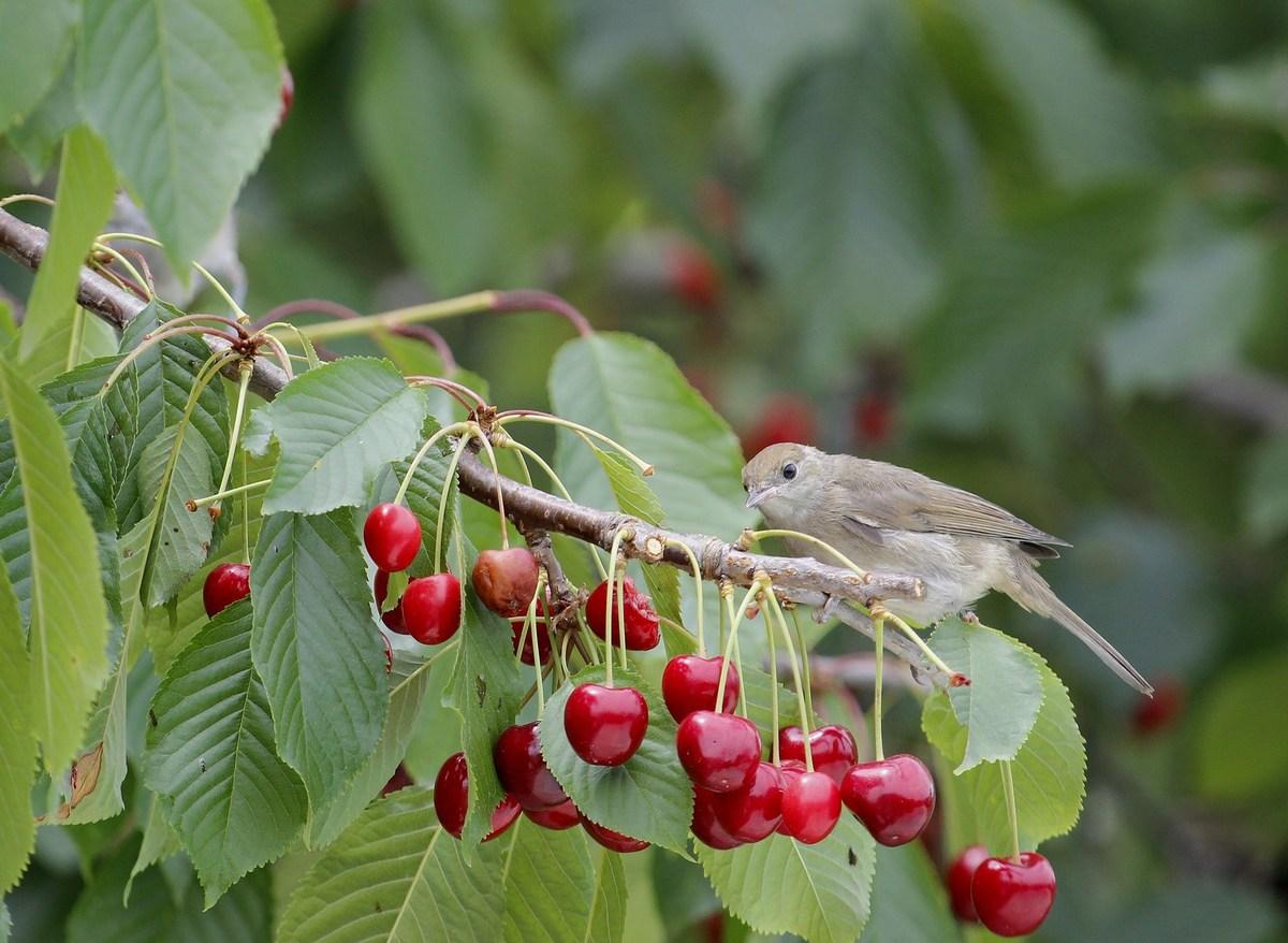 fauvette à tête noire ♀  