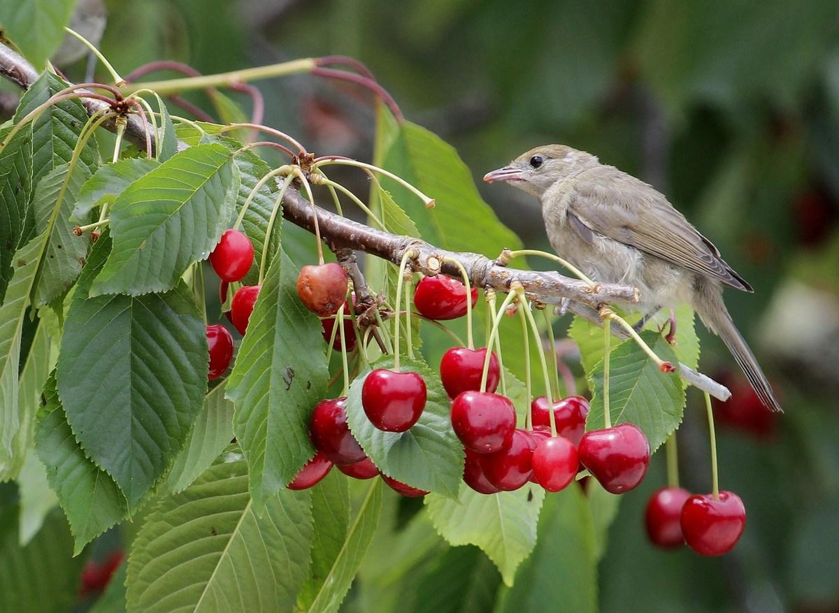 fauvette à tête noire ♀  