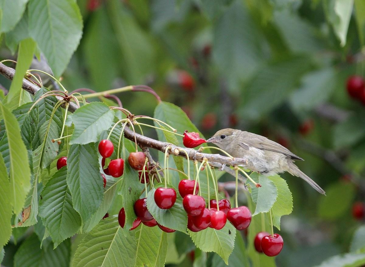fauvette à tête noire ♀  