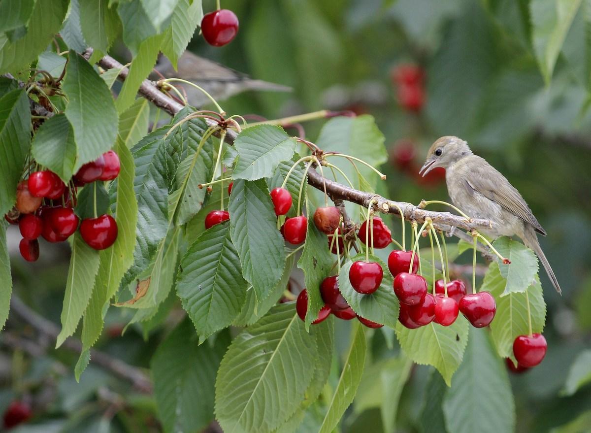 fauvette à tête noire ♀  