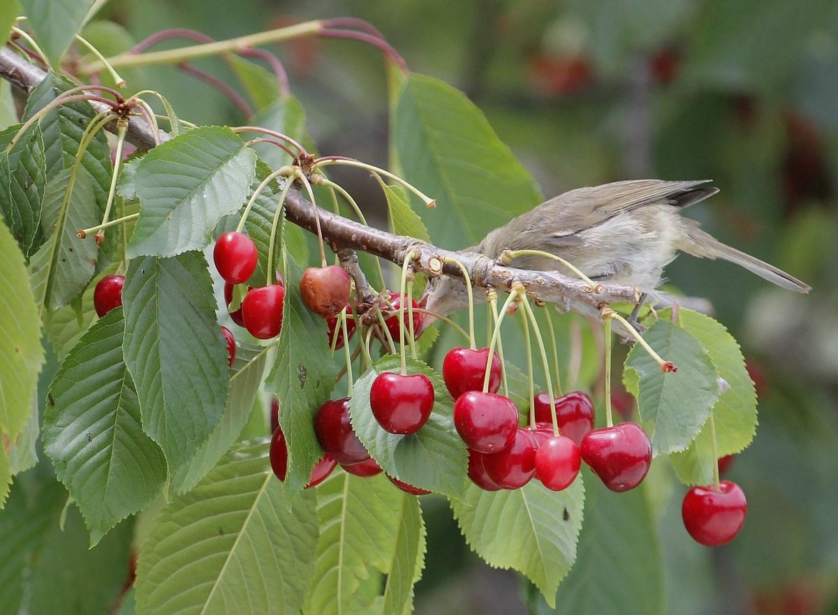 fauvette à tête noire ♀  