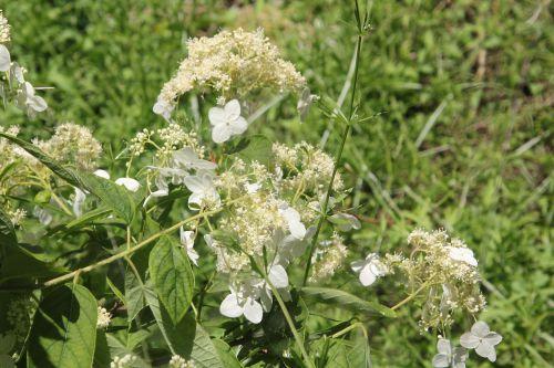 hydrangea heteromalla marnay 16 juin 2013 025 (2).jpg