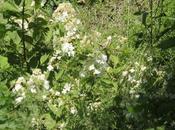 Hydrangea heteromalla