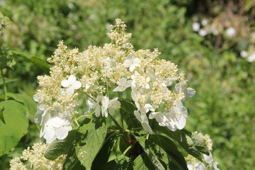 hydrangea heteromalla marnay 16 juin 2013 025 (1).jpg