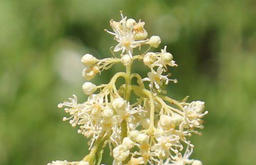 hydrangea heteromalla fl marnay 16 juin 2013 025 (1).jpg
