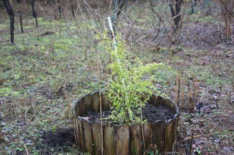 Lemon and Lime 3 ligustrum lemon romi 30 janvier 2013 005.jpg